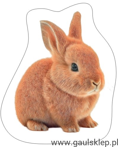 sry.jpg