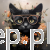 ggaul_black_cat_with_glasses_and_flowera_arouncartoom_relistic_7d2bd381-67c1-4b7e-a958-487cdbcad986.png