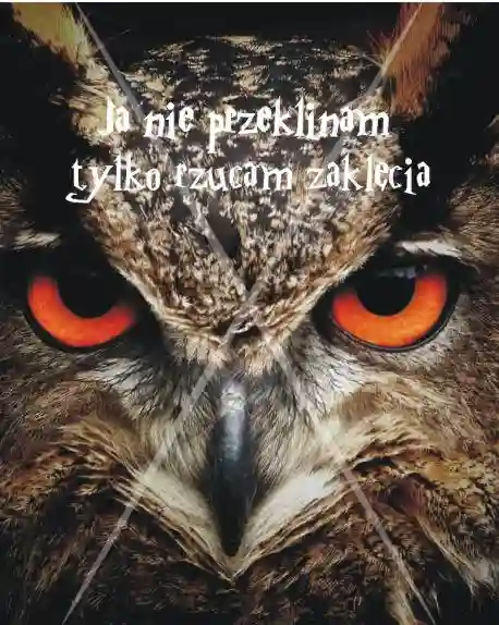 VD.jpg