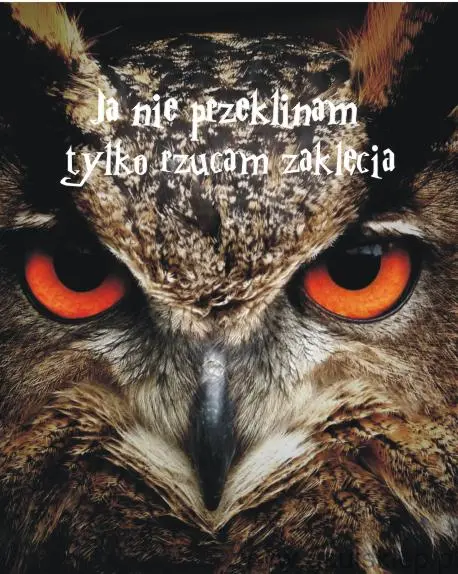 VD.jpg