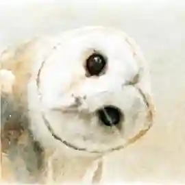 rey5.jpg