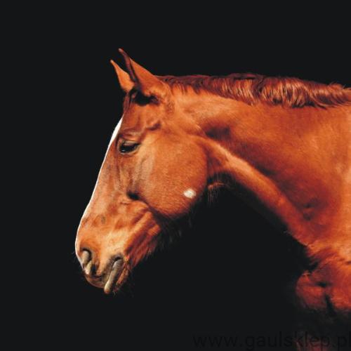 Kopia (2) Kopia CVS.jpg